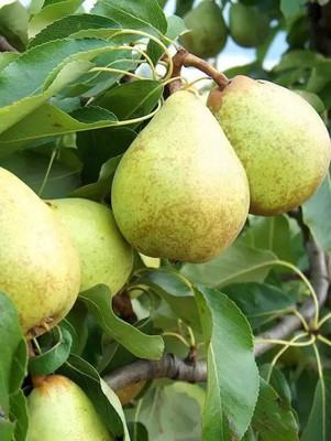 Chalisa Pear Seed(10 per packet)