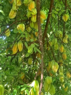 Chalisa Carambola, Star fruit Seed(28 per packet)