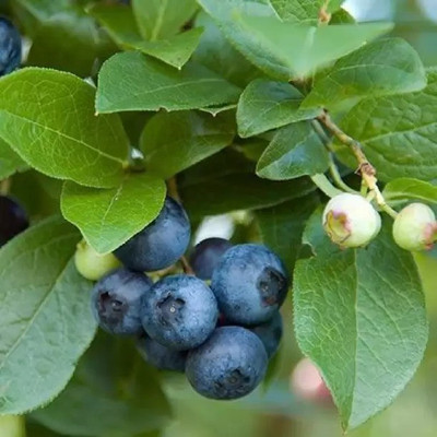 Aro Blueberry, Blueberries Seed(42 per packet)