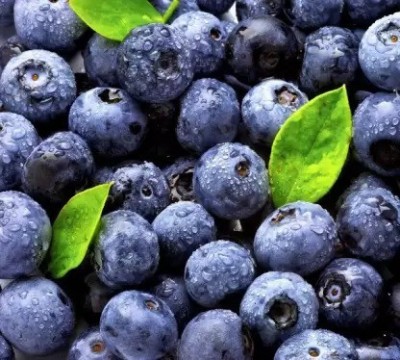 Aro Blueberry, Blueberries Seed(35 per packet)