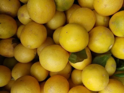 MAA Lemon, Nimbu Seed(40 per packet)