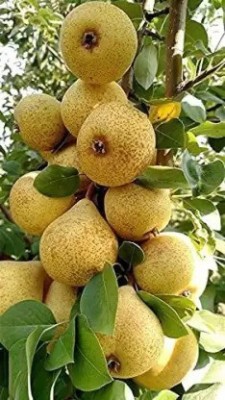 Aro Pear Seed(67 per packet)