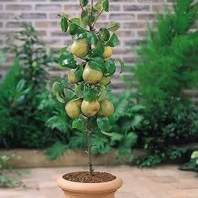 Chalisa Pear Seed(88 per packet)