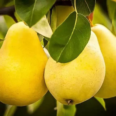 Chalisa Pear Seed(30 per packet)
