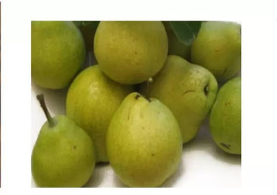 MAA Pear Seed(55 per packet)
