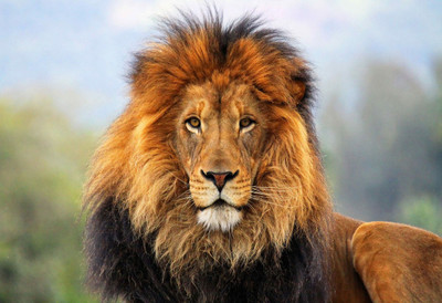 Poster Wall Poster Lion Cats Cat Wall Poster sl2190 (13x19 Inches, Matte Paper, Multicolor) Fine Art Print(13 inch X 19 inch)