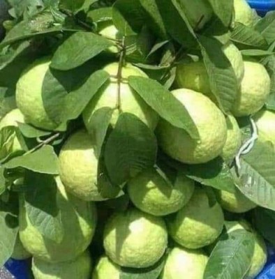 LaughEarth Guava Plant(Hybrid, Pack of 1)