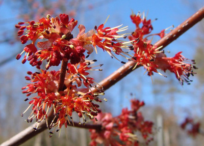 Paudha Maple flower Seed(10 per packet)