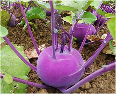 MKR Enterprises Knol Khol Seed(350 per packet)