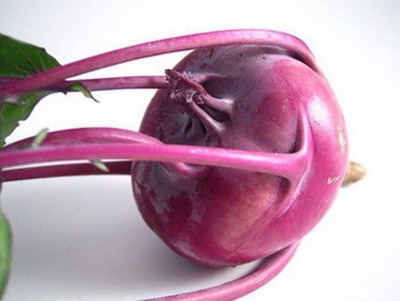 TRICONE Knol Khol Seed(2000 per packet)
