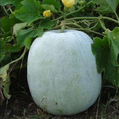 CYBEXIS XL-12 - White gourdWinter gourdAsh pumpkin - (100 Seeds) Seed(100 per packet)