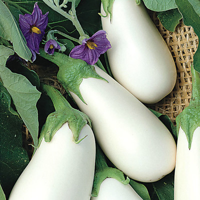 GreenHorizon Solanum melongena Seed(75 per packet)