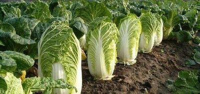 MKR Enterprises Chinese Cabbage Seed(150 per packet)