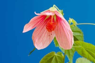 Paudha Maple flower Seed(10 per packet)