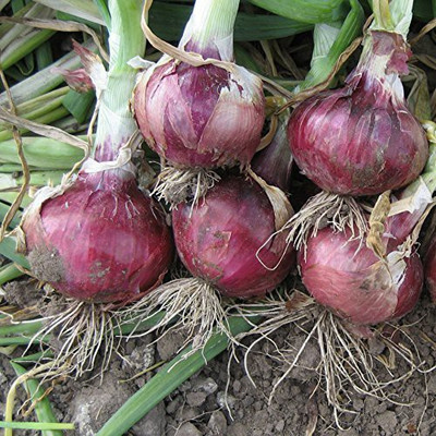 Aywal Hybrid Shallots onion Seed(325 per packet)