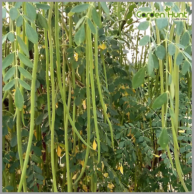 dpays Moringa Seed(55 per packet)
