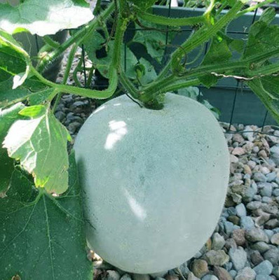 CYBEXIS PAU-11 - Indian Mithai Petha Wax Gourd Ash Gourd - (100 Seeds) Seed(100 per packet)