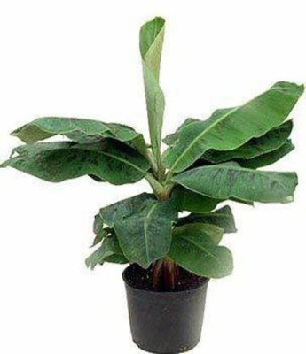 GURVEPLANTATIONI Banana Plant(Hybrid, Pack of 1)