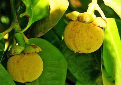 GreenyOn Mangosteen Plant(Hybrid, Pack of 1)