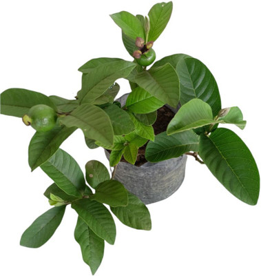 GURVEPLANTATIONI Guava Plant(Hybrid, Pack of 1)