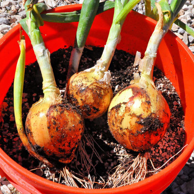 WILLVINE SCI-1088 Orange Onion | Pyaj Hybrid Seeds-3000 Seeds Seed(3000 per packet)