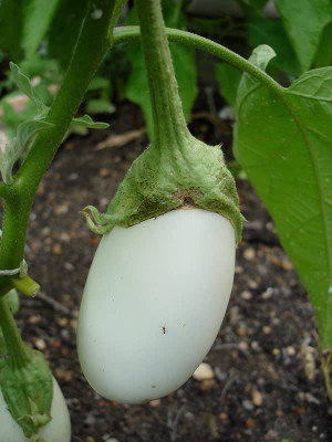 CYBEXIS NDIR-68 - Brinjal White Round | Eggplant Hybrid - (1350 Seeds) Seed(1350 per packet)