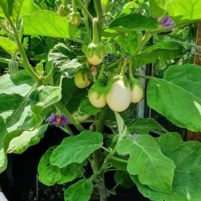 VibeX XLL-1 - Eggplant Hybrid Brinjal White Round - (150 Seeds) Seed(150 per packet)