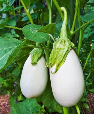 CYBEXIS XLL-69 - Eggplant Hybrid Brinjal White Round - (1350 Seeds) Seed(1350 per packet)