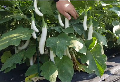 Aywal White Long Brinjal Seed(50 per packet)