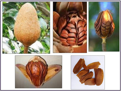MKR Enterprises Mahogany Seed(30 per packet)