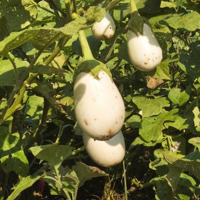 CYBEXIS HUA-99 - Brinjal White Round | Eggplant Hybrid - (150 Seeds) Seed(150 per packet)