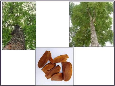 MKR Enterprises Mahogany Seed(30 per packet)