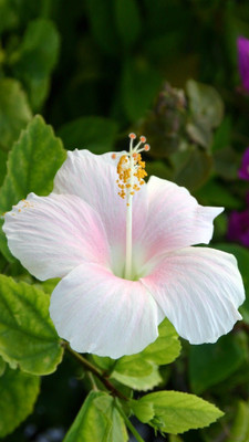 Bijaya Online Store Hibiscus Plant(Hybrid, Pack of 1)