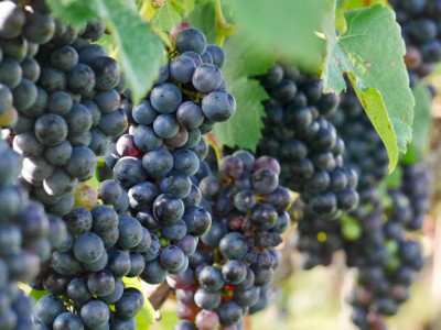 SAVE GREEN Grape Plant(Hybrid, Pack of 1)