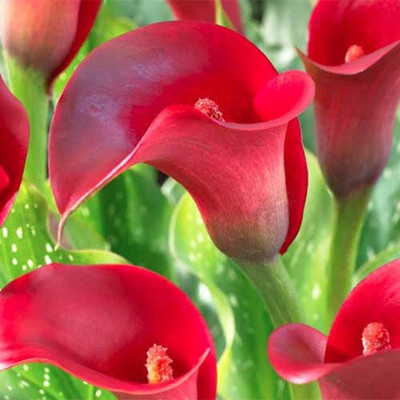 Audbhidhi Calla Lily Flower Bulbs Suitable for Your Garden (Red) Pack of 15 Bulbs Seed(15 per packet)