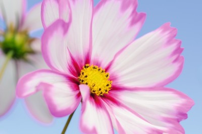 ZIXA Cosmos bipinnatus ‘Capriola’ Seed(10 per packet)