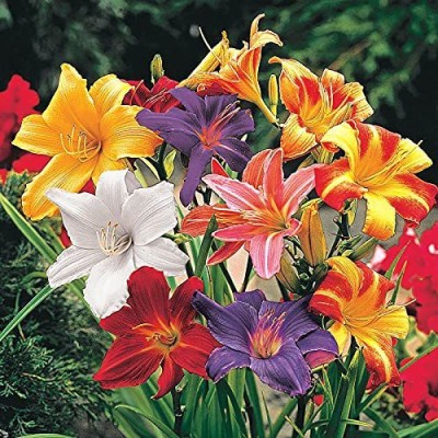 Audbhidhi Day Lily Flower Bulbs Suitable for Your Garden (Mixed) Pack of 10 Bulbs Seed(10 per packet)