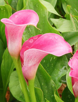 Audbhidhi Calla Lily (Pink) Flower Bulbs Suitable for Your Garden [Pack of 2 Bulbs] Seed(2 per packet)