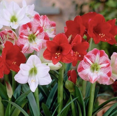 Audbhidhi Amaryllis Lily Bulb Hybrid Summer Flower Seed(3 per packet)