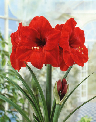 Audbhidhi Amaryllis Lily Flower Bulbs Suitable for Your Garden (Mixed) Pack of 20 Bulbs Seed(20 per packet)