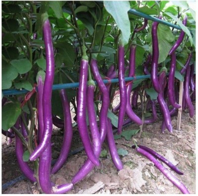 Japura Brinjal seeds for home garden-organic Seed(101 per packet)