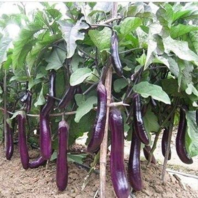 SM Exports Long brinjal vegetable seeds 30 seeds per pack. Seed(30 per packet)