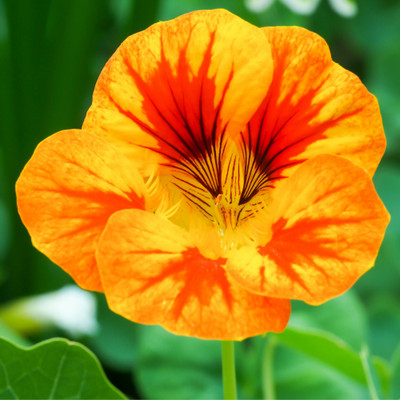 Shivnami Nasturtium Seed(60 per packet)