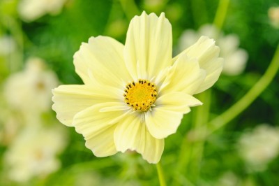 ZIXA Cosmos bipinnatus ‘Xanthos’ Seed(40 per packet)