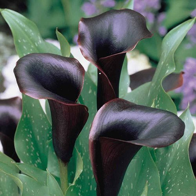 Audbhidhi Calla Lily (Black) Flower Bulbs Suitable for Your Garden [Pack of 15 Bulbs] Seed(15 per packet)