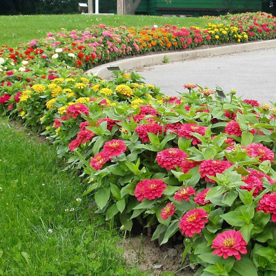 Japura Zinnia Flower Seeds Hybrid Seed(150 per packet)