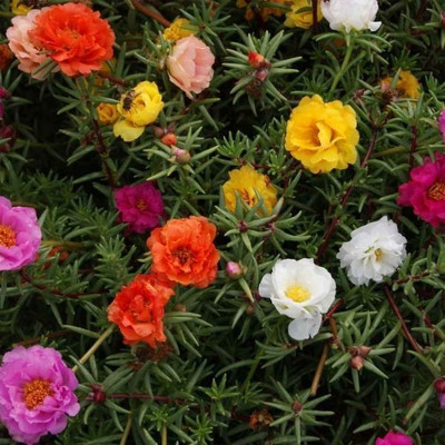 BDSresolve Portulaca flower seeds/morning glory flower/9 oclock flower seeds Seed(350 per packet)