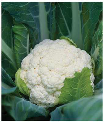 Hybrid Galaxy Fresh VNR Cauliflower Vegetable Quality Seed(100 per packet)