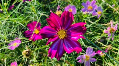 ZIXA Cosmos Seeds - Candystripe Seed(100 per packet)