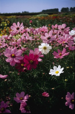 ZIXA Cosmos Dwarf Sens Mix Seed(10 per packet)